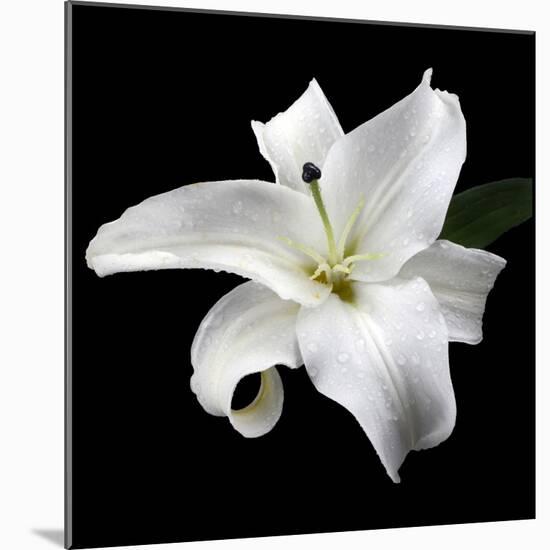 Lily on Black I-Jim Christensen-Mounted Photographic Print