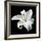 Lily on Black I-Jim Christensen-Framed Photographic Print