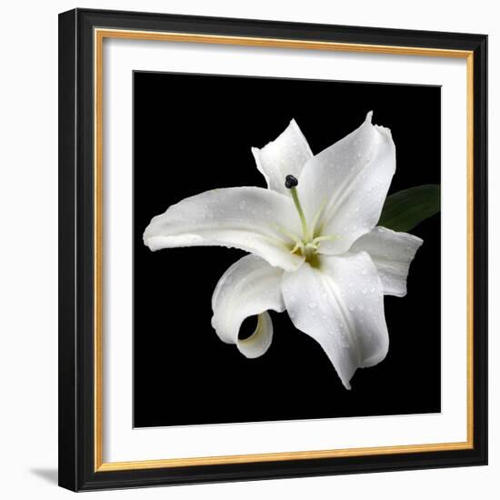 Lily on Black I-Jim Christensen-Framed Photographic Print