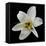 Lily on Black II-Jim Christensen-Framed Premier Image Canvas