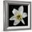 Lily on Black II-Jim Christensen-Framed Photographic Print