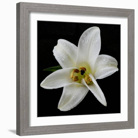 Lily on Black II-Jim Christensen-Framed Photographic Print