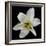 Lily on Black II-Jim Christensen-Framed Photographic Print