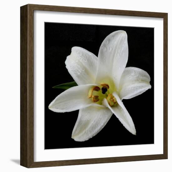 Lily on Black II-Jim Christensen-Framed Photographic Print