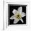 Lily on Black II-Jim Christensen-Framed Photographic Print