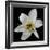 Lily on Black II-Jim Christensen-Framed Photographic Print