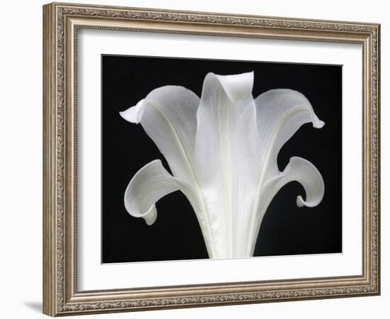 Lily on Black III-Jim Christensen-Framed Photographic Print