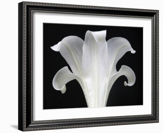 Lily on Black III-Jim Christensen-Framed Photographic Print