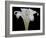 Lily on Black IV-Jim Christensen-Framed Photographic Print