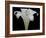 Lily on Black IV-Jim Christensen-Framed Photographic Print