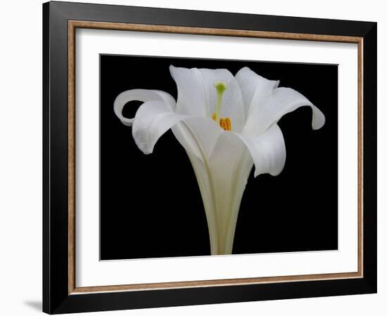 Lily on Black IV-Jim Christensen-Framed Photographic Print