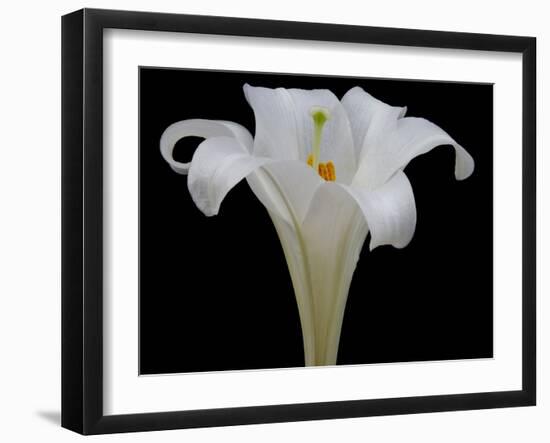 Lily on Black IV-Jim Christensen-Framed Photographic Print