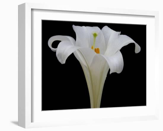 Lily on Black IV-Jim Christensen-Framed Photographic Print