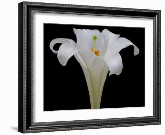 Lily on Black IV-Jim Christensen-Framed Photographic Print