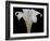 Lily on Black IV-Jim Christensen-Framed Photographic Print