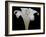 Lily on Black IV-Jim Christensen-Framed Photographic Print