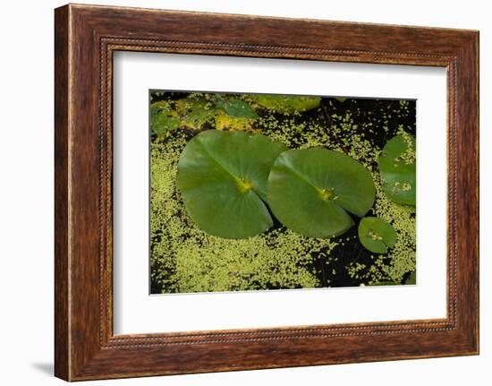 Lily Pad Pond-Steve Gadomski-Framed Photographic Print