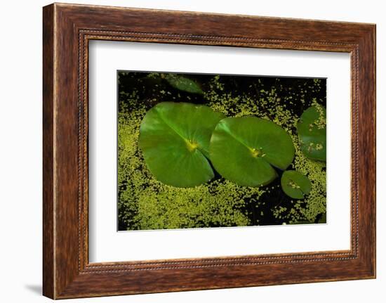 Lily Pad Pond-Steve Gadomski-Framed Photographic Print