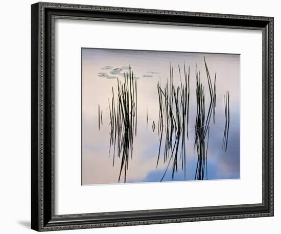 Lily pads and cattails grow in Gilson Pond, Monadanock State Park, New Hampshire, USA-Jerry & Marcy Monkman-Framed Photographic Print