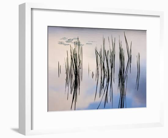 Lily pads and cattails grow in Gilson Pond, Monadanock State Park, New Hampshire, USA-Jerry & Marcy Monkman-Framed Photographic Print