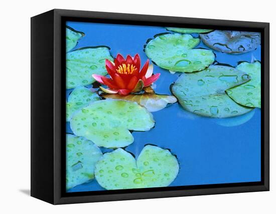 Lily Pads and Flower Blossom-Cindy Kassab-Framed Premier Image Canvas