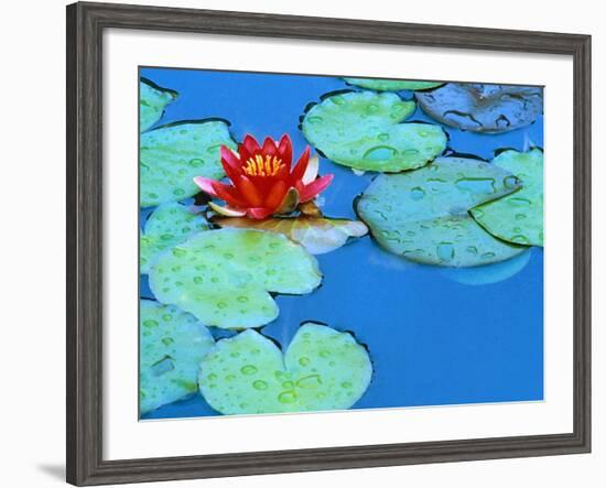 Lily Pads and Flower Blossom-Cindy Kassab-Framed Photographic Print