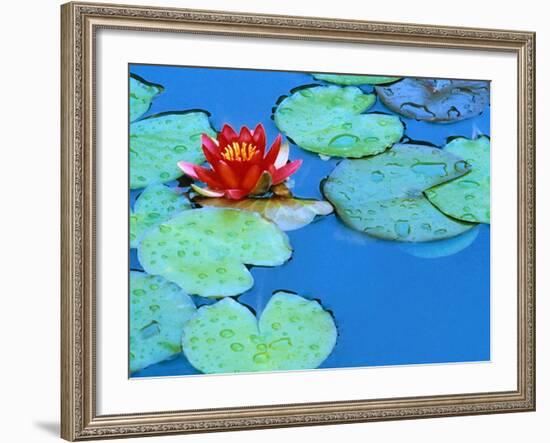 Lily Pads and Flower Blossom-Cindy Kassab-Framed Photographic Print