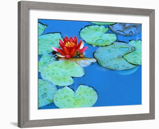 Lily Pads and Flower Blossom-Cindy Kassab-Framed Photographic Print