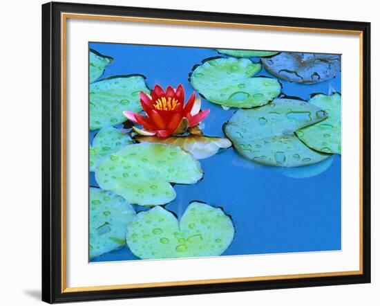 Lily Pads and Flower Blossom-Cindy Kassab-Framed Photographic Print