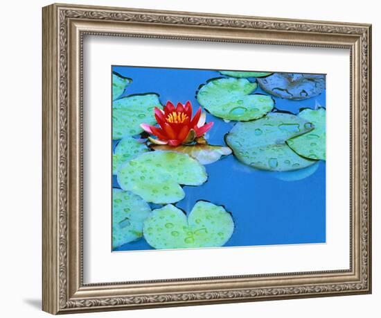 Lily Pads and Flower Blossom-Cindy Kassab-Framed Photographic Print