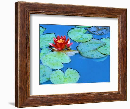 Lily Pads and Flower Blossom-Cindy Kassab-Framed Photographic Print