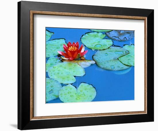 Lily Pads and Flower Blossom-Cindy Kassab-Framed Photographic Print