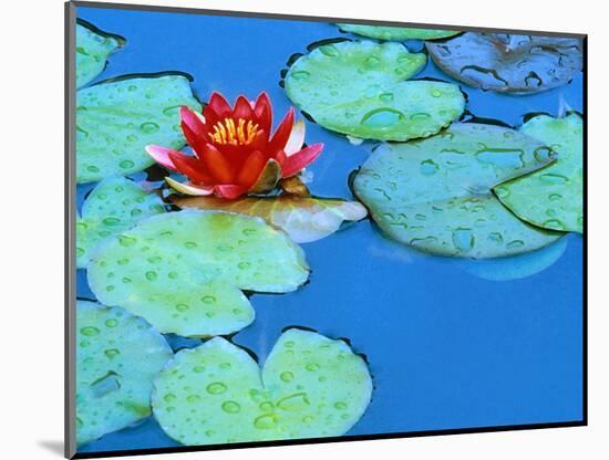 Lily Pads and Flower Blossom-Cindy Kassab-Mounted Photographic Print