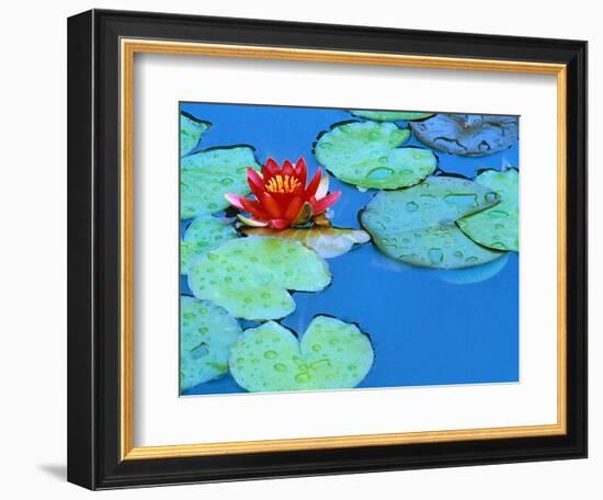 Lily Pads and Flower Blossom-Cindy Kassab-Framed Photographic Print