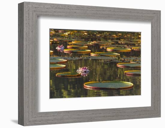 Lily Pads and Flowers on Rupununi River, Southern Guyana-Keren Su-Framed Photographic Print