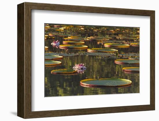 Lily Pads and Flowers on Rupununi River, Southern Guyana-Keren Su-Framed Photographic Print