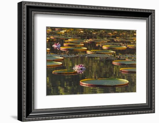 Lily Pads and Flowers on Rupununi River, Southern Guyana-Keren Su-Framed Photographic Print