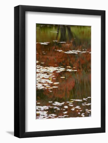 Lily Pads and Red Maple-Michael Hudson-Framed Art Print