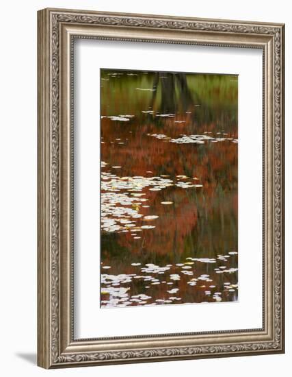 Lily Pads and Red Maple-Michael Hudson-Framed Art Print
