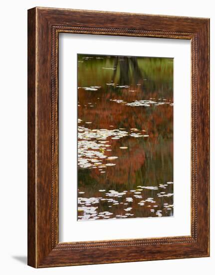 Lily Pads and Red Maple-Michael Hudson-Framed Art Print