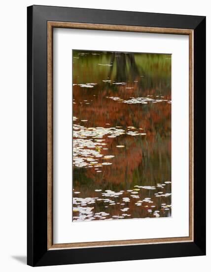 Lily Pads and Red Maple-Michael Hudson-Framed Art Print