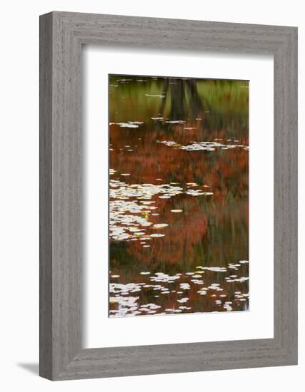 Lily Pads and Red Maple-Michael Hudson-Framed Art Print