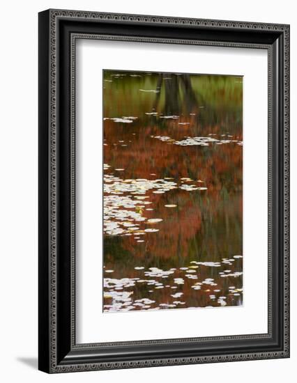 Lily Pads and Red Maple-Michael Hudson-Framed Art Print