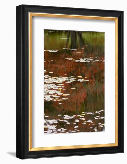 Lily Pads and Red Maple-Michael Hudson-Framed Art Print