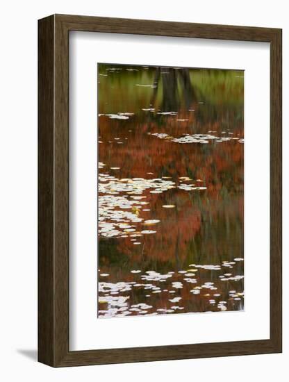 Lily Pads and Red Maple-Michael Hudson-Framed Art Print