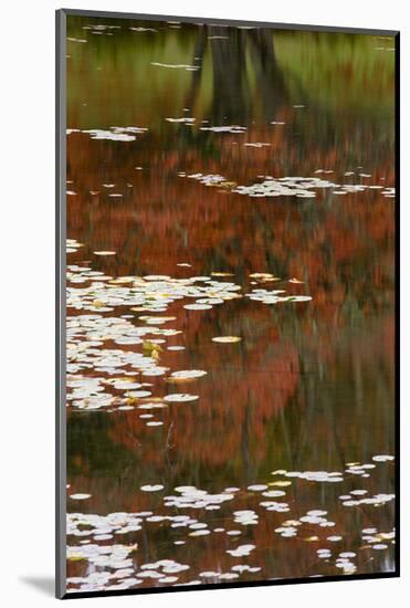 Lily Pads and Red Maple-Michael Hudson-Mounted Art Print