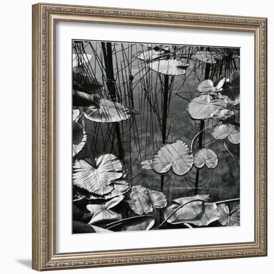 Lily Pads and Water, 1973-Brett Weston-Framed Photographic Print