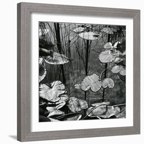 Lily Pads and Water, 1973-Brett Weston-Framed Photographic Print