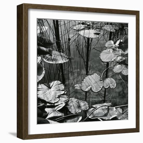 Lily Pads and Water, 1973-Brett Weston-Framed Photographic Print