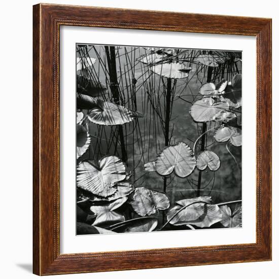 Lily Pads and Water, 1973-Brett Weston-Framed Photographic Print